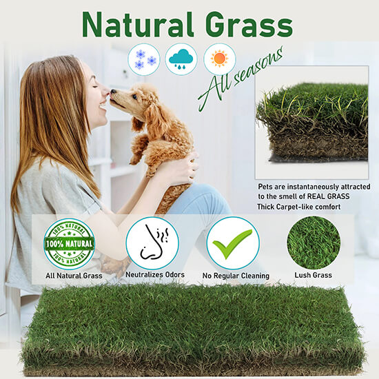 Infographics photos of grass product