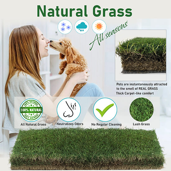 live-grass-mats Amazon-infographics